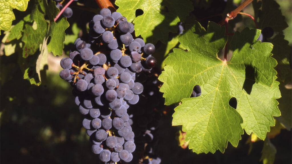 ampelographie-cabernet-sauvignon