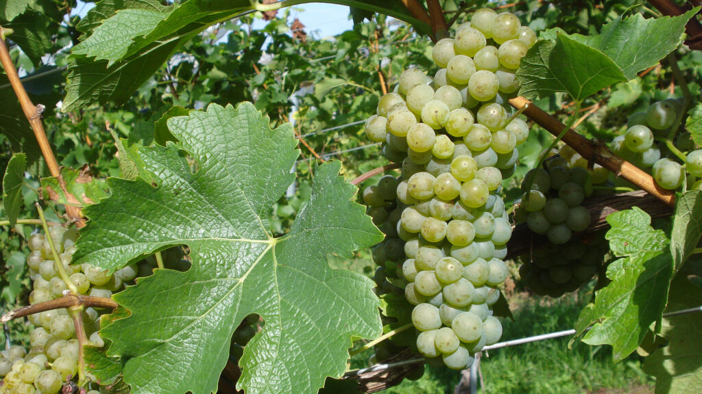bronner-rebsorte-ampelographie-wein-ritschard-weine-blog-wein-expertenwissen-neuzüchtung-piwi-weinbauinstitut-freiburg