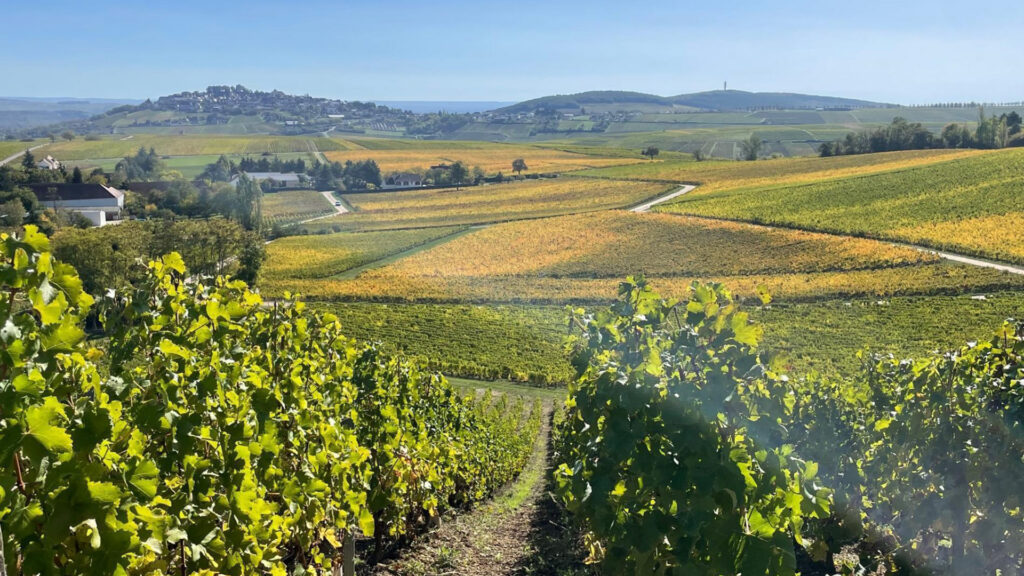 domaine-de-la-villaudière-sancerre_rebberge