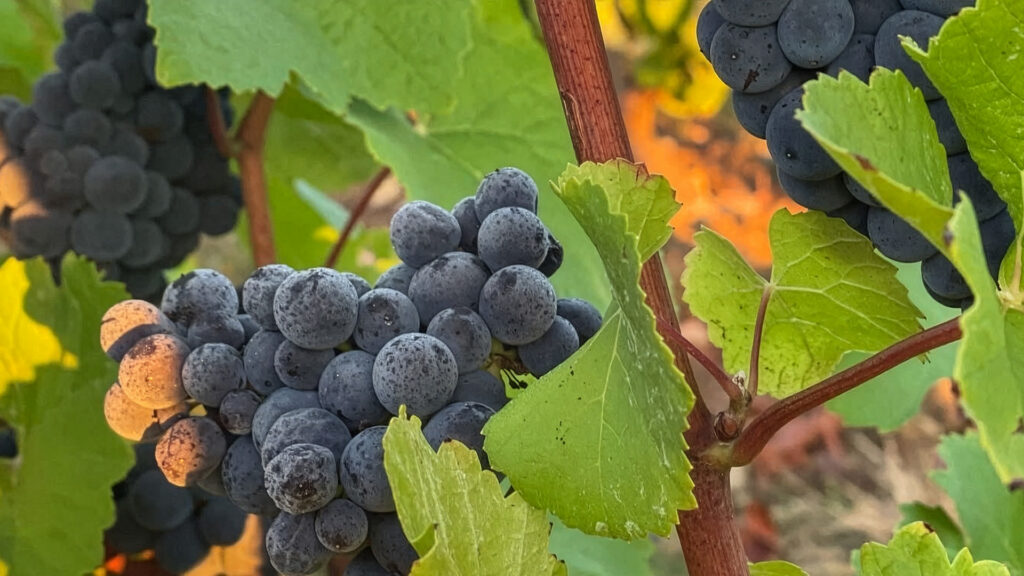 domaine-de-la-villaudiere-sancerre_rebberge-rotwein