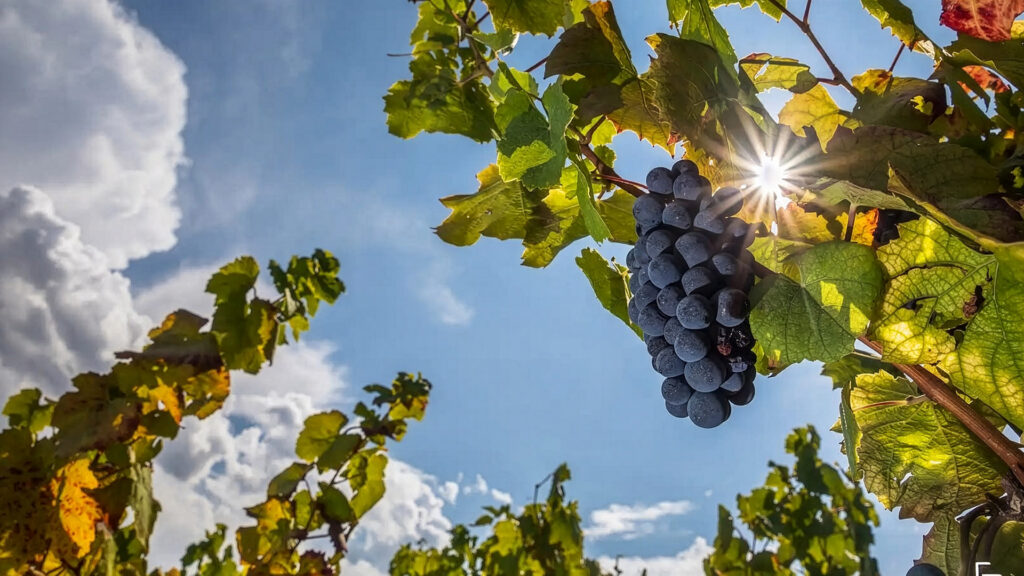 domaine-montangeron-beaujolais-gamay-rebsorte-weinberge