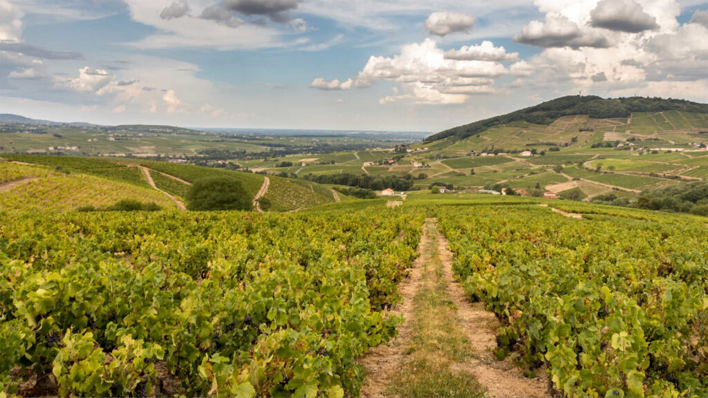 domaine-montangeron-beaujolais-landschaft-weinberge