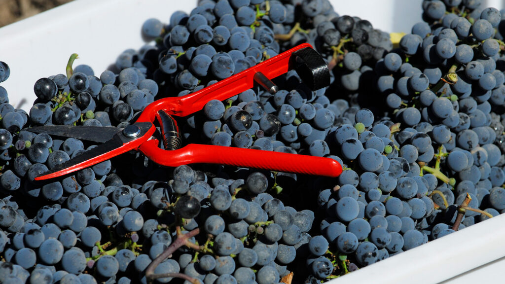 pinot-noir-rebsorte-oiel-de-perdrix-schweiz-ritschard-shop