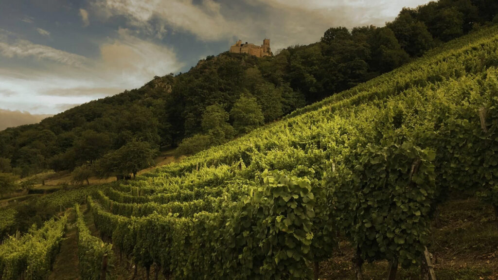 rebberge-weingut-fernand-ziegler-fils-elsass