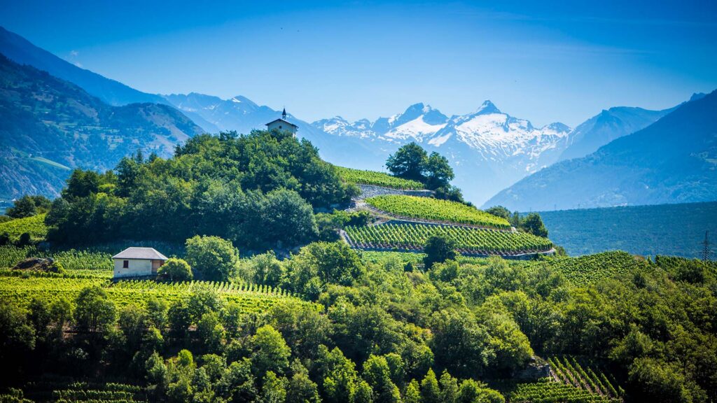 rebsorte-petite-arvine-rebberge-wallis-salgesch