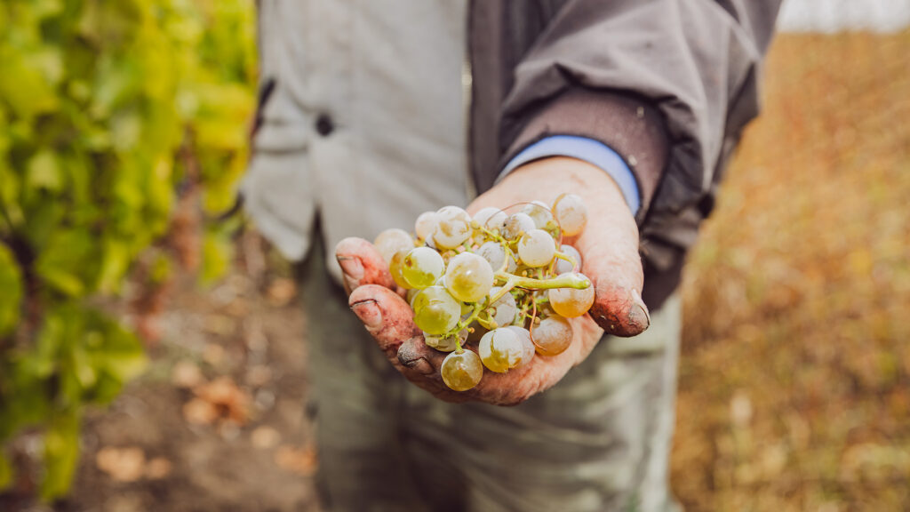 
terroir-weingut-fernand-ziegler-fils-elsass