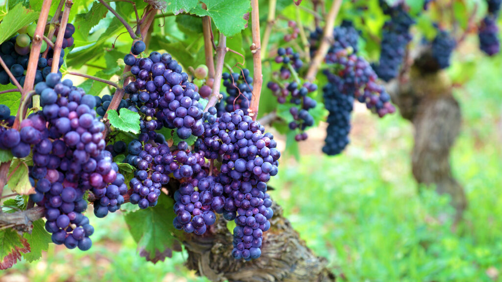 weinberge-bordeaux-ritschard-weine-magazin-blog-shop-cabernet-sauvignon