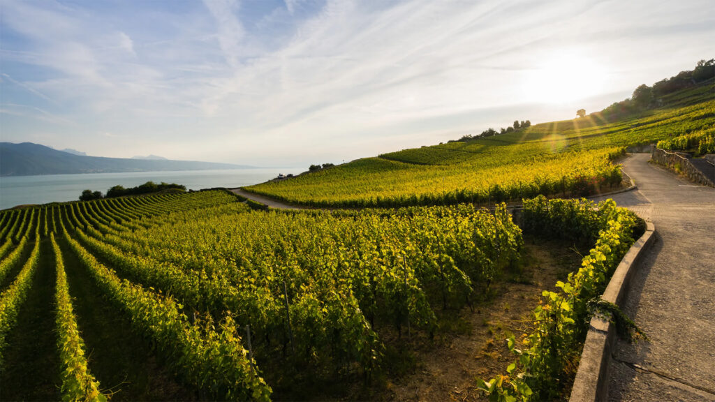 vignobles-lavaux-suisse-au-lac-de-gene-au-soir