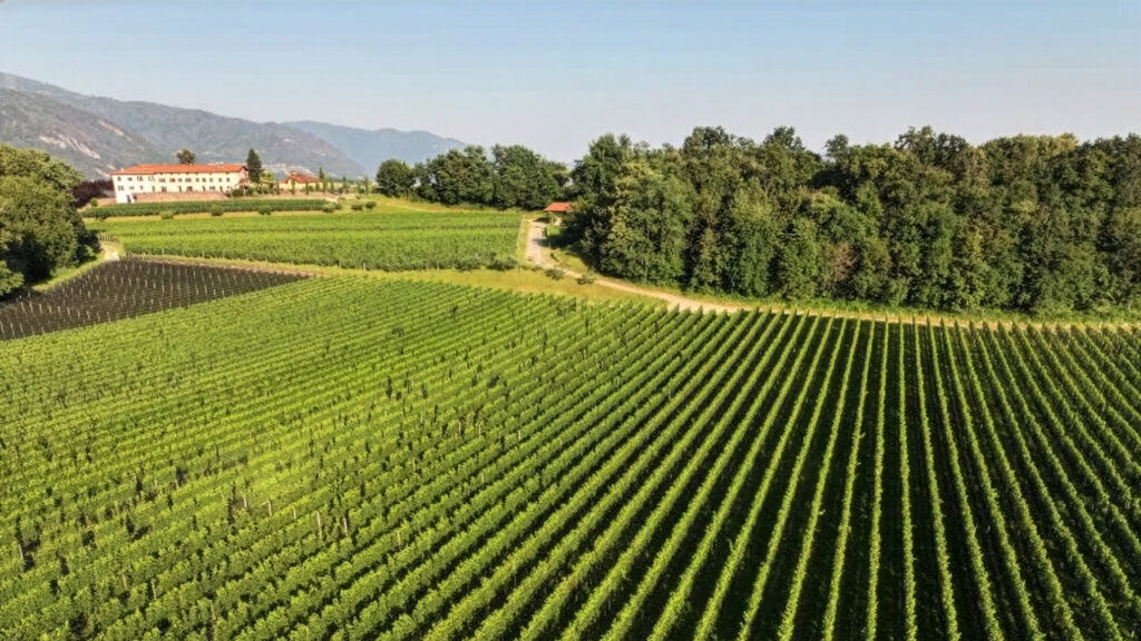 weingut-agriloro-tenimento-dell-Ör-tessin-ritschard-weine-magazin-shop