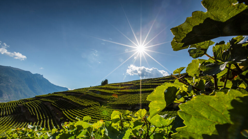 Rebberge im Zentralwallis