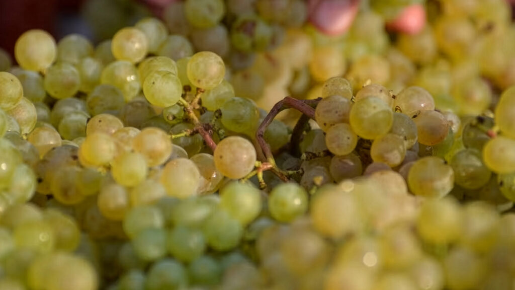 Domaine-Chapelle-Fils-Santenay-Rebberge-Weinlese-Ritschard-Weine-Shop-Magazin-Blog-Chardonnay-Trauben-Burgund