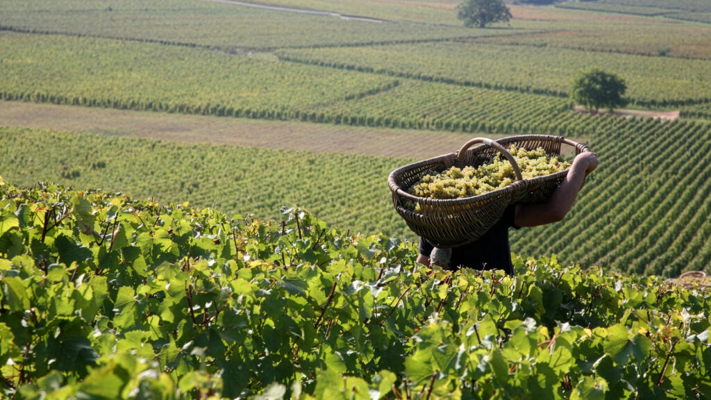 Domaine-Latour-Weingut-Weinlese-Ritschard-Weine-Shop-Magazin-Blog-Burgund