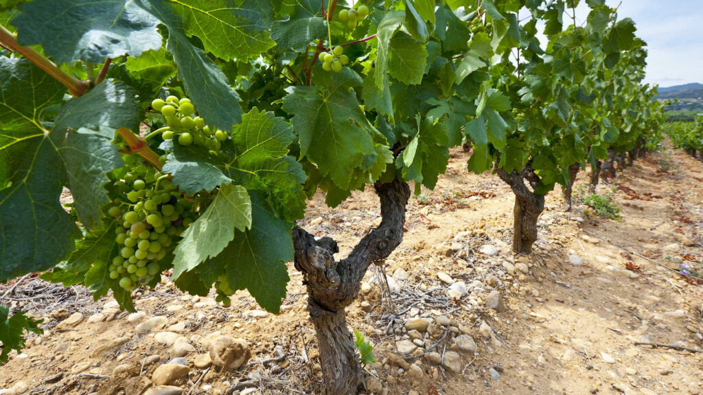 Domaine du Chêne Rouvière-Condrieu-Viognier-Rebberg-Ritschard-Shop-Blog-Magazin