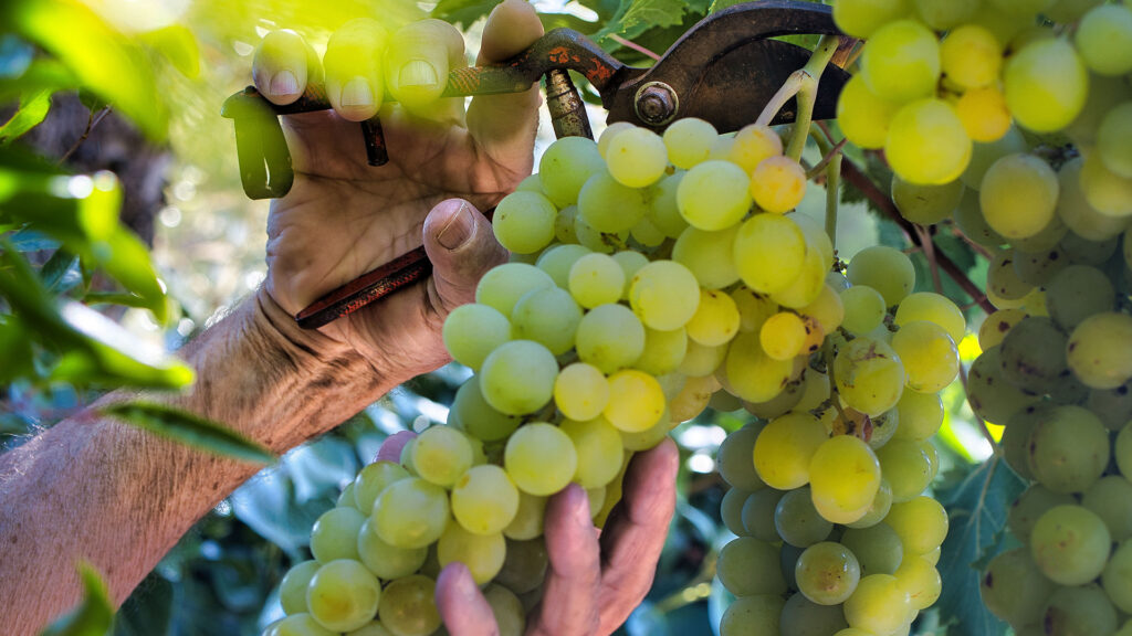 Domaine du Chêne Rouvière-Condrieu-Viognier-Rebberg-Weinlese-Ritschard-Shop-Blog-Magazin