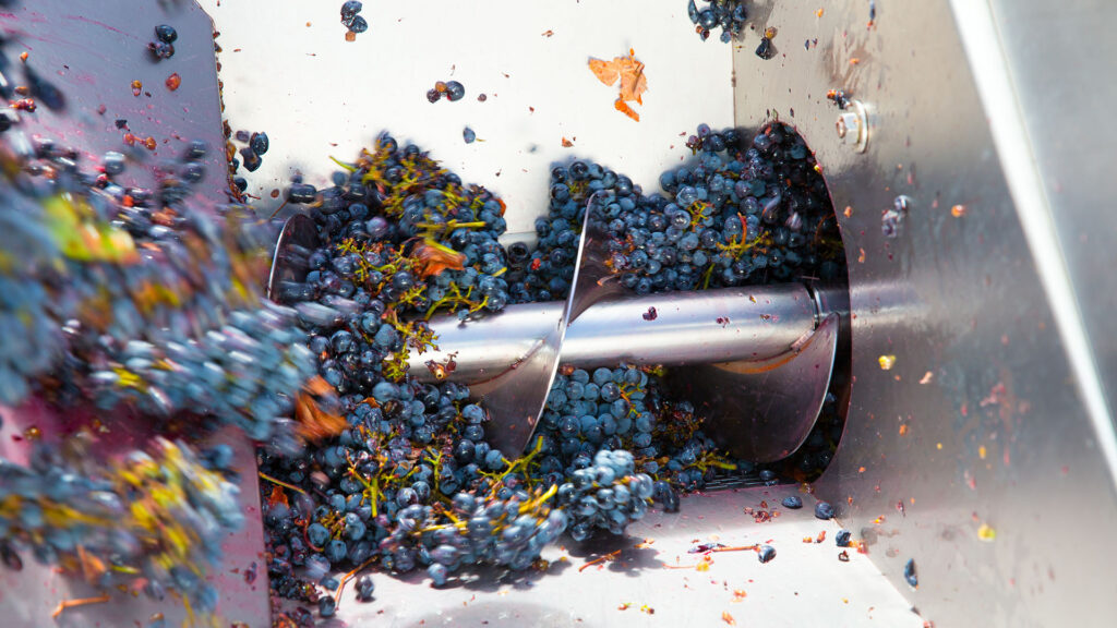 vinifikation-weinzubereitung-bianco-di-merlot