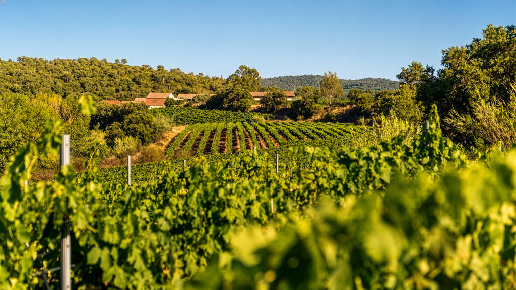 Domaine-de-Tamary-Lage-Weinberge