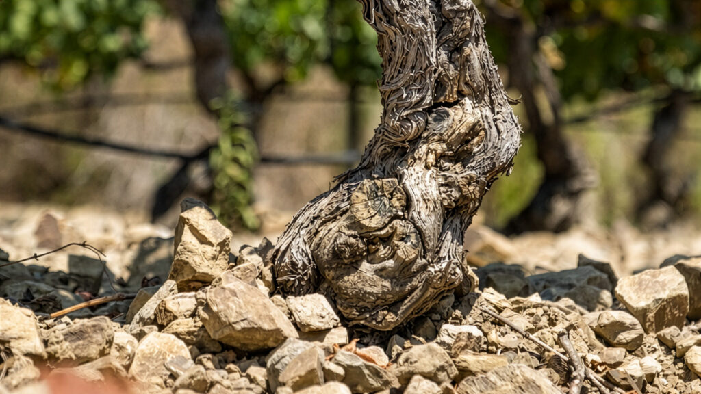 Domaine-de-Tamary-Terroir-Rebberge-Weingut-Provence