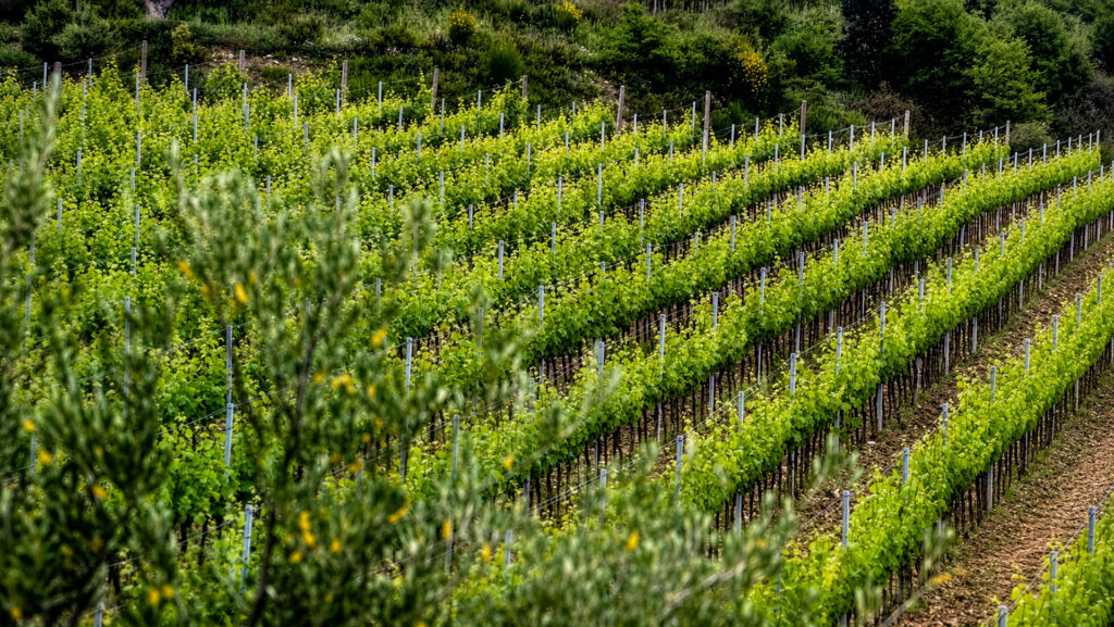 Agricola Poggio Mandorlo-Toskana-Weinberge