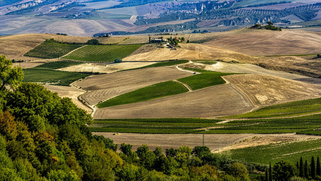 Azienda Agricola Martoccia-Toskana-Weinberge