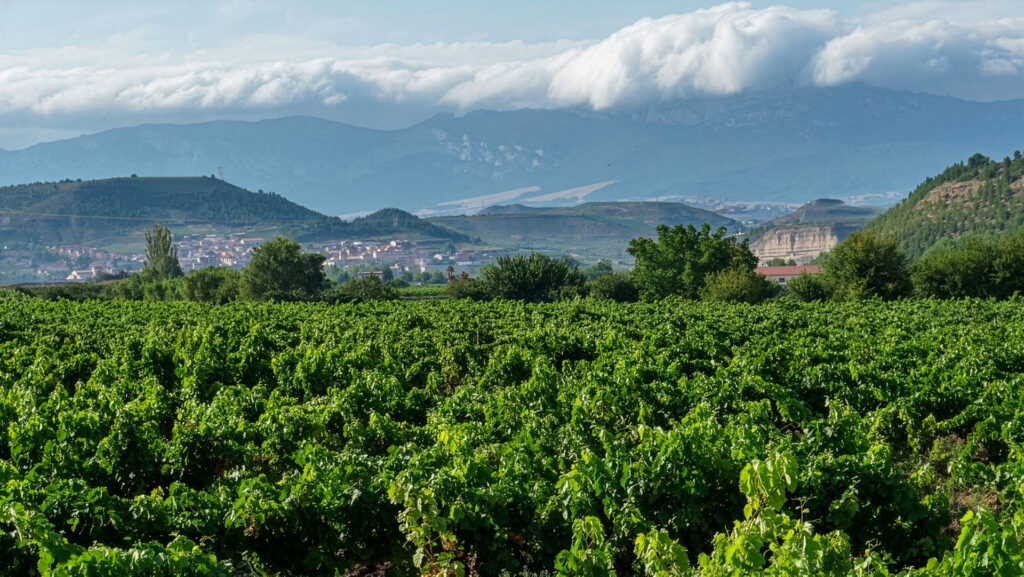 Bodegas-Altanza-Weingut-Spanien-Rioja-Weinberge