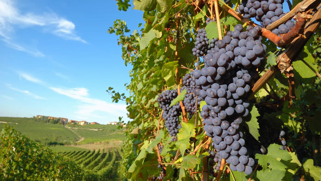 Cantina-Nebbiolo-Rebsorte-Nebbiolo