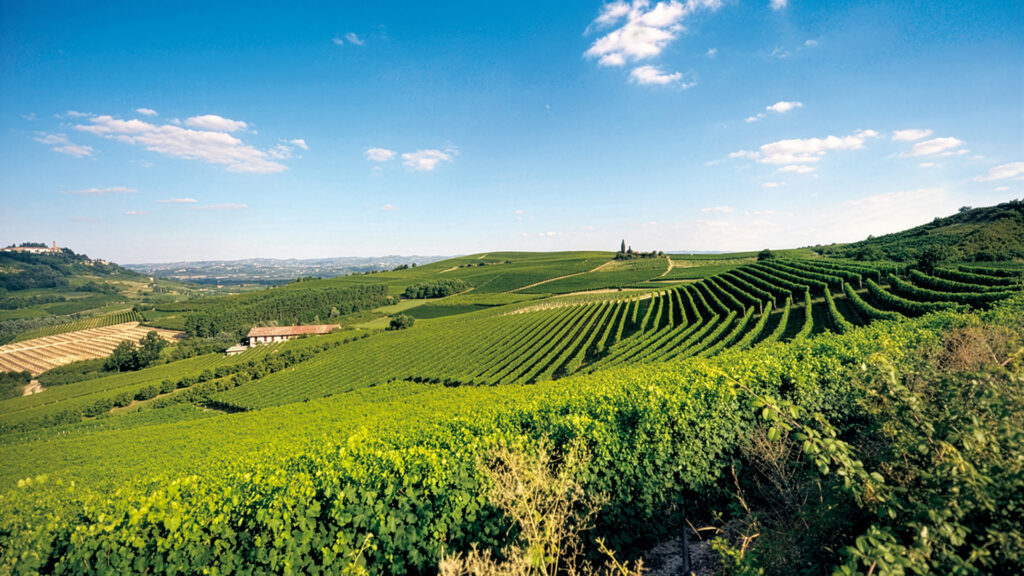 Cantina-Nebbiolo-Region-Piemont-Weinberge