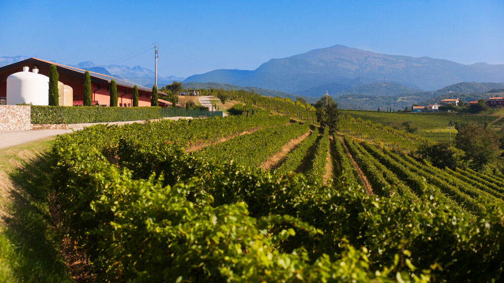 Gildo-Vini-Friaul-Weingut-Rebberge
