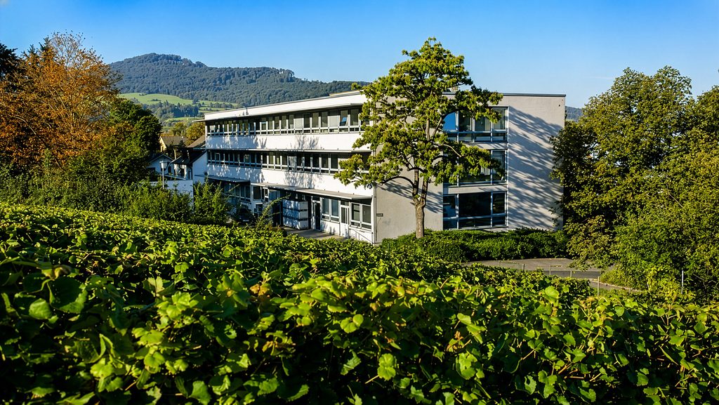 Merzling-Rebsorte-PIWI-Weisswein-Staatliches Weinbauinstitut Freiburg