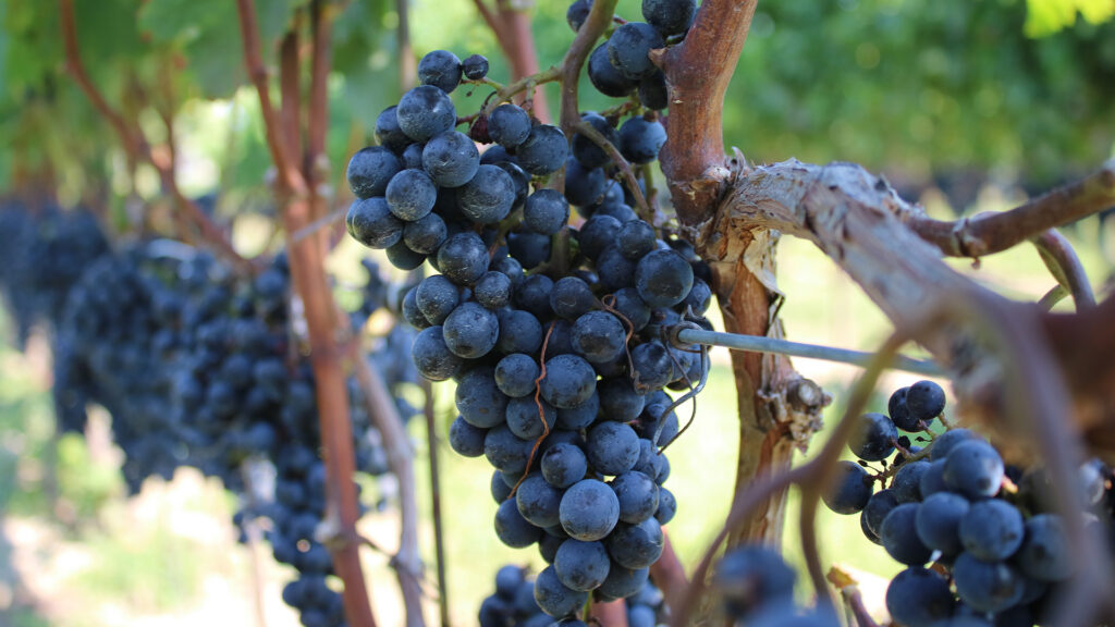 SCAV Alliance Minervois-Rebsorten-Terroir