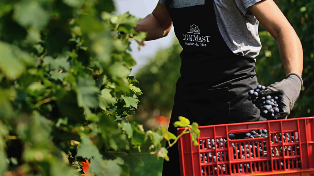Tommasi-Viticoltori-Weinlese-Weingut
