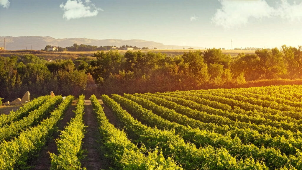 Vigne-Deriù-Sardinien-Weingut-Rebberge