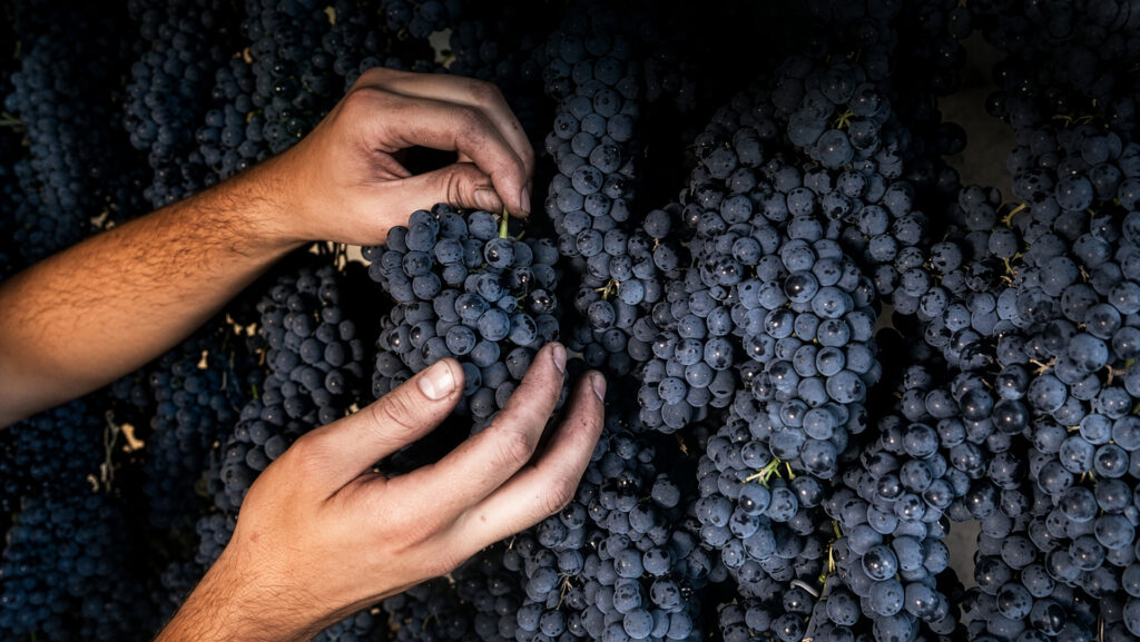 Villa-Trasqua-Chianti-Toskana-Weingut-Rebsorte-Cabernet-Sauvignon