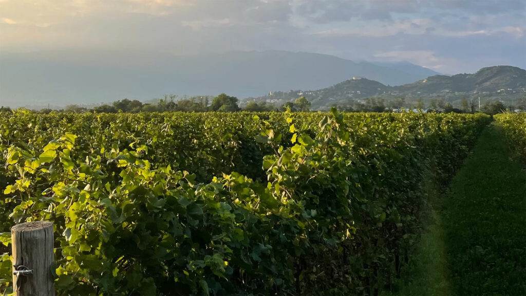Vinicola-Caccaro-Prosecco-Venetien-Schaumwein-Spumante-Rebberge