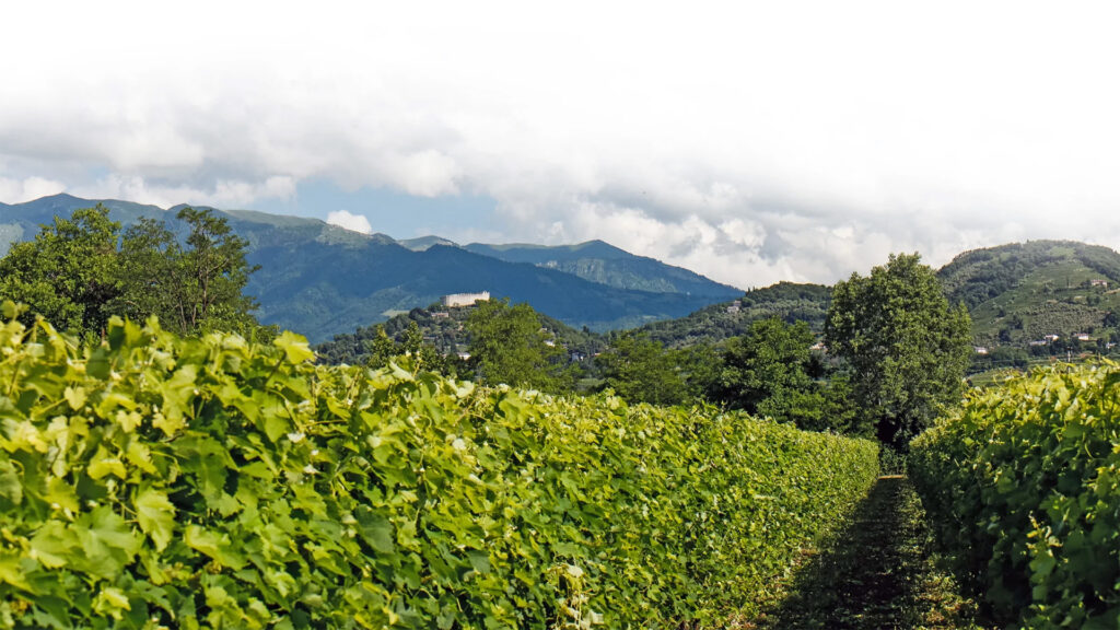 Vinicola-Caccaro-Prosecco-Venetien-Schaumwein-Spumante-Terroir