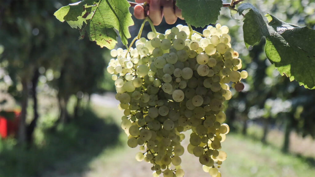 Vinicola-Caccaro-Prosecco-Venetien-Schaumwein-Spumante-Weintrauben-Glera