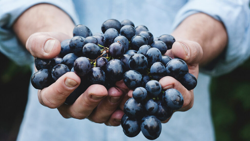 Celler-Ardevol-Winzer-Josep-Ardevol-Weingut-Spanien-Priorat
