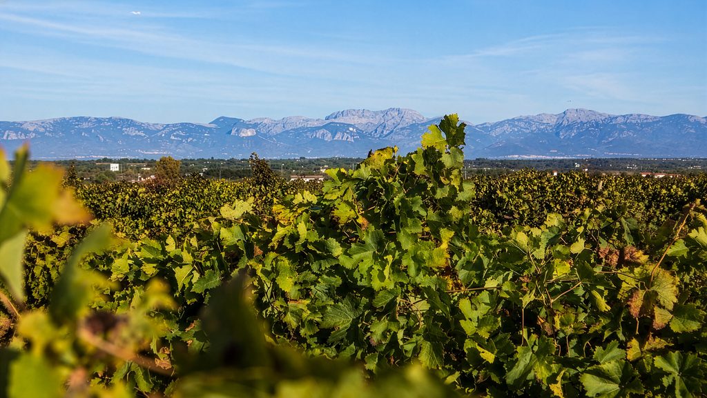Rebsorte-Prensal-Blanc-Weingut-Weinberge-Mallorca