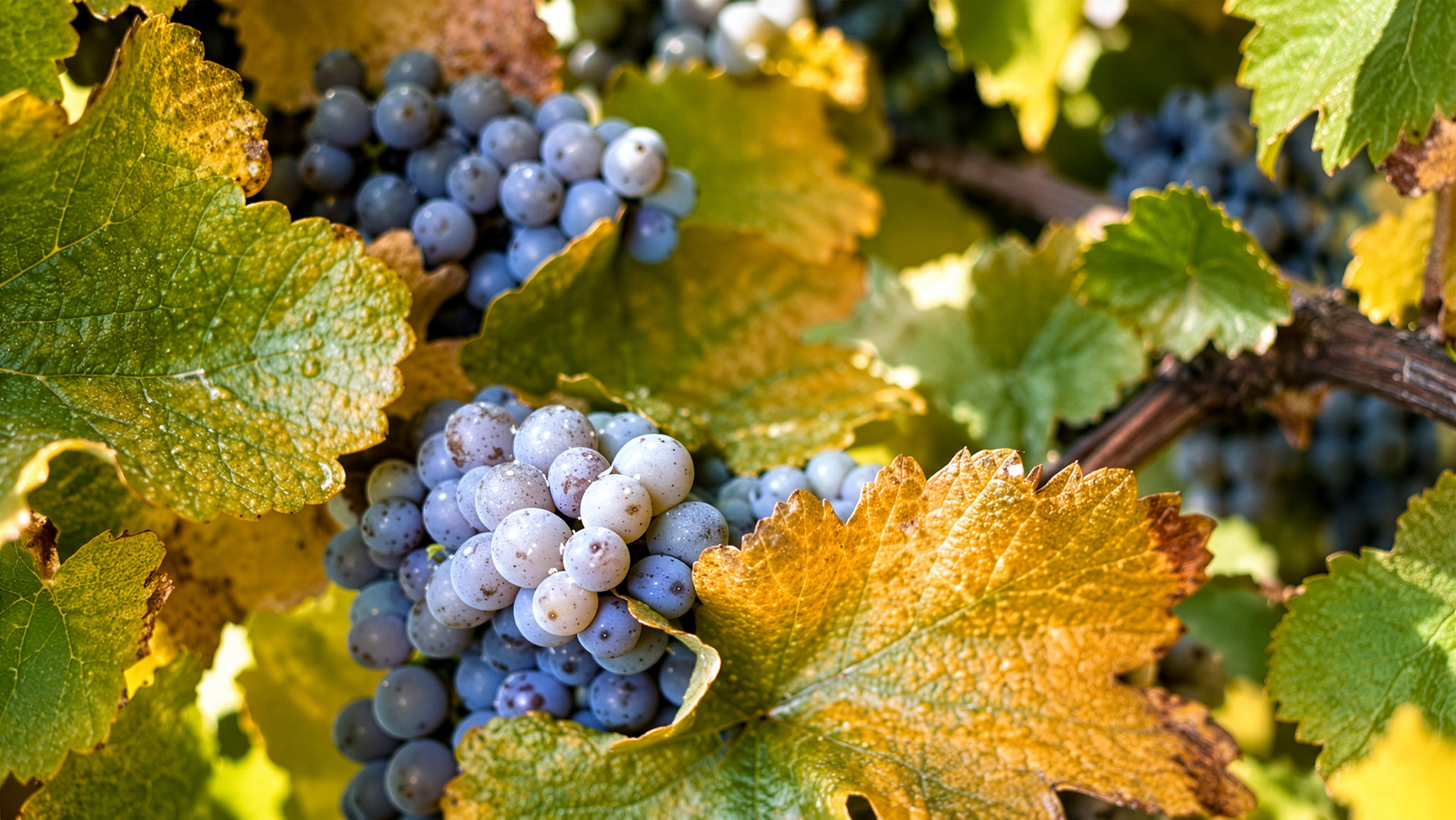 Rebsorte-Rondinella-Venetien-Veneto-Rotwein