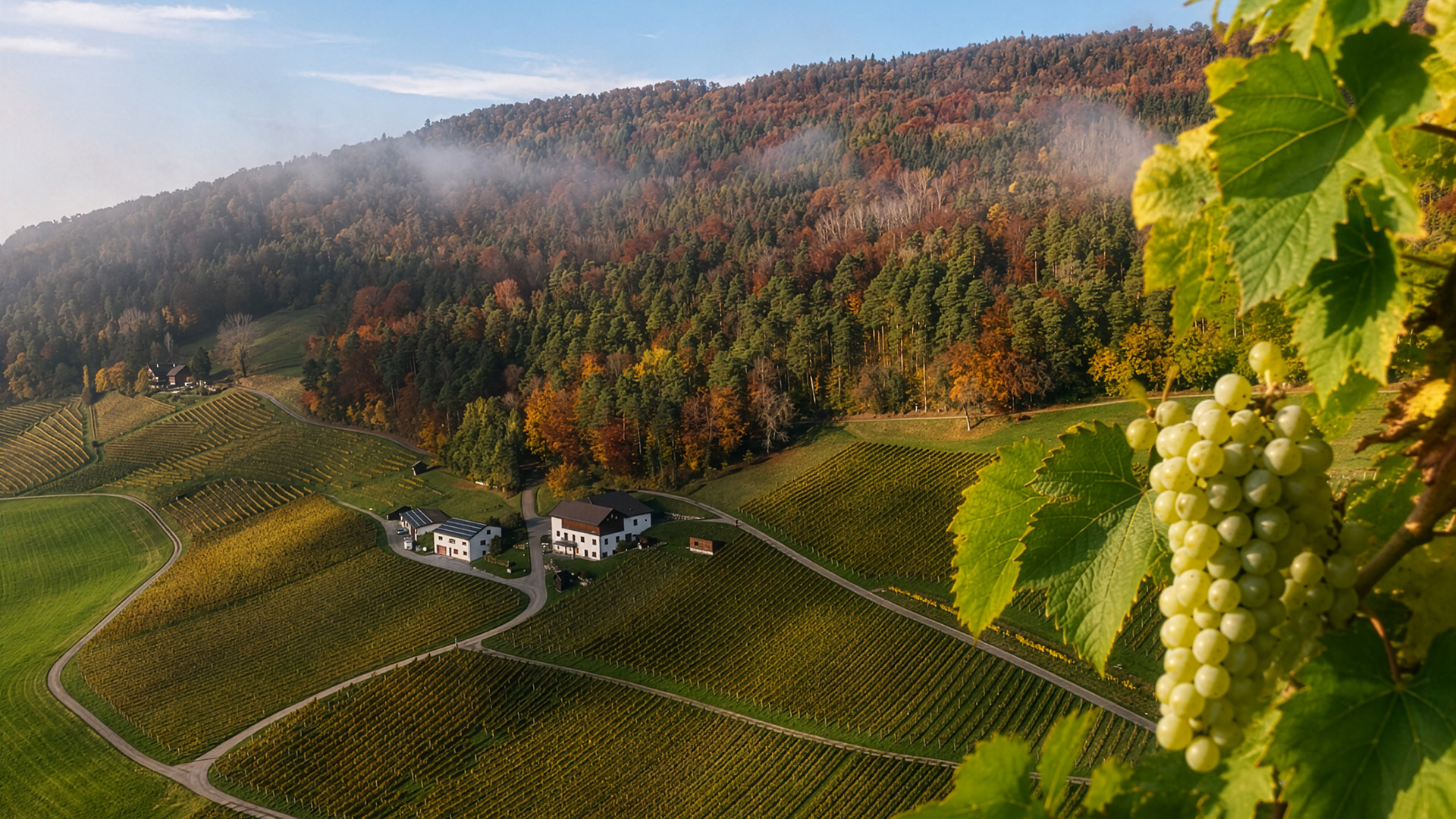 Rebsorte-Seyval-Blanc