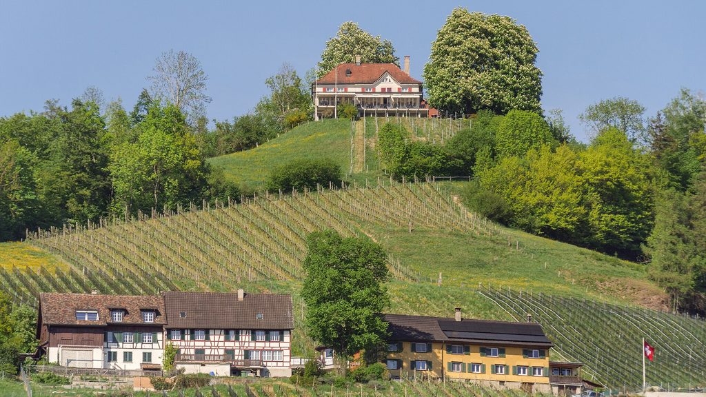 Weinbauregion-Thurgau-Weinbau-am-Thurberg