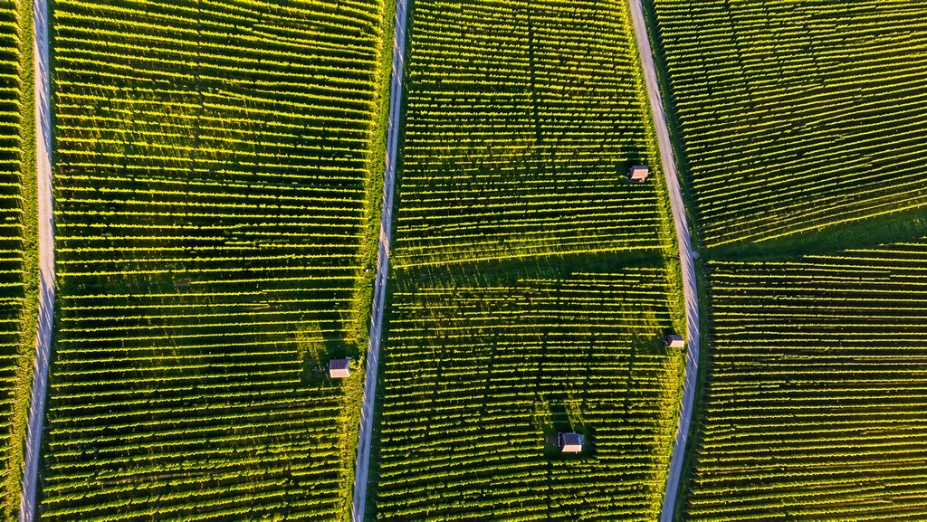 Weinbauregion-Zürichsee-Weinberge-Limmattal